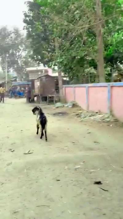 Playing Marco Polo with a goat