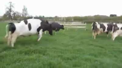 Excited for grass romp time