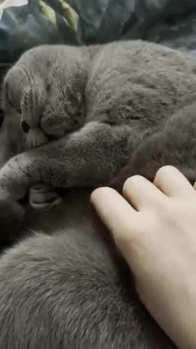 Sleepy girl enjoying pets 🥰