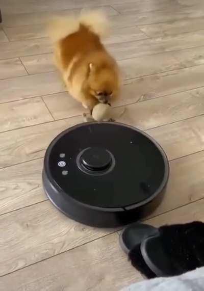 HeRo dOg saVeS poOr CreAtUrE FrOm enTeRinG thE vaCuUm oF DeaTh