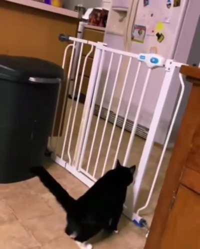 Confused cat figures out baby gate.