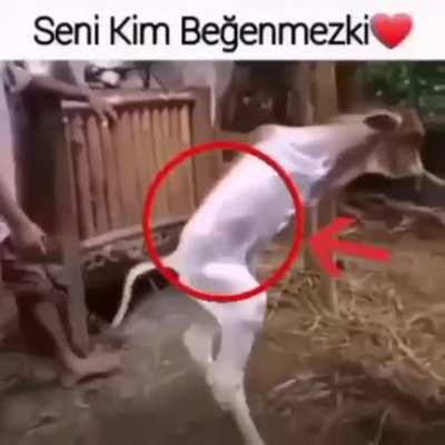 🥰🥰 hz muhamedi sevenler begensin