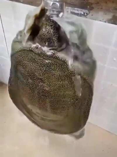 Turtle getting a sip of water