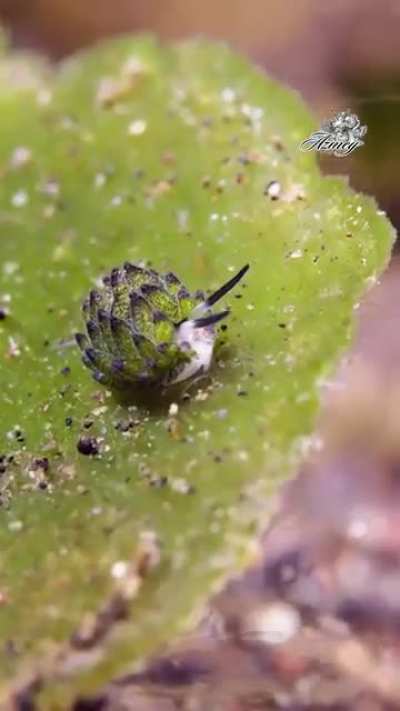 Intriguing creatures of the deep