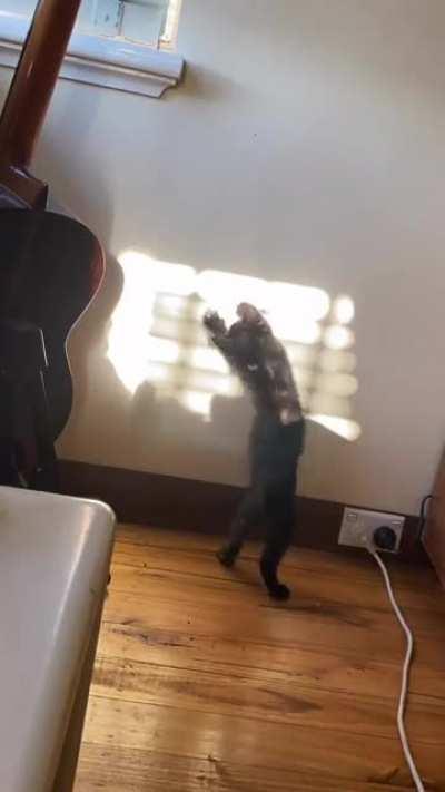 How to entertain a crazy kitten at 7:00am while you’re still half asleep