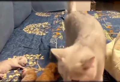 Don’t wake up the kitties