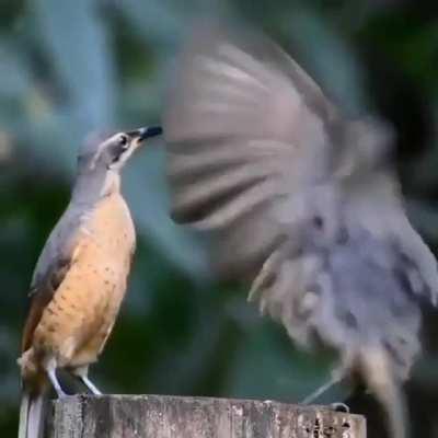 Now that he was finally getting over having his heart smashed to bits Sam was ready to hit the club and find some fun. Only to discover the ladies were less than impressed with his moves.