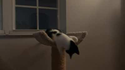 They’re coming up the cat tree!