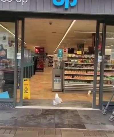 A young lady helping a seagull to get out of the store and Karen trying to steal seagulls food