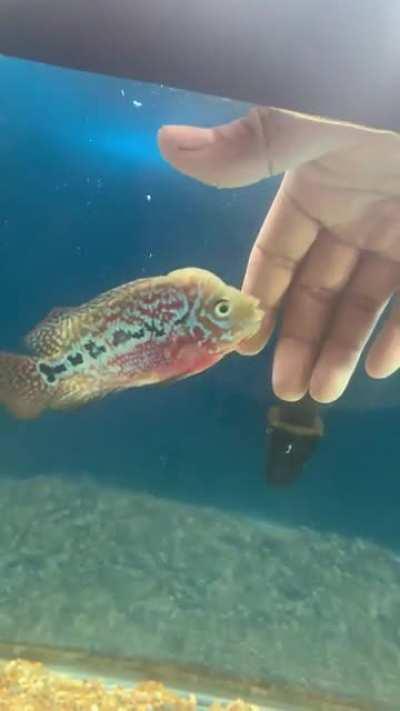 Sometimes we all like to the held and know we’re loved …. She really Bit cause I moved my hand lol