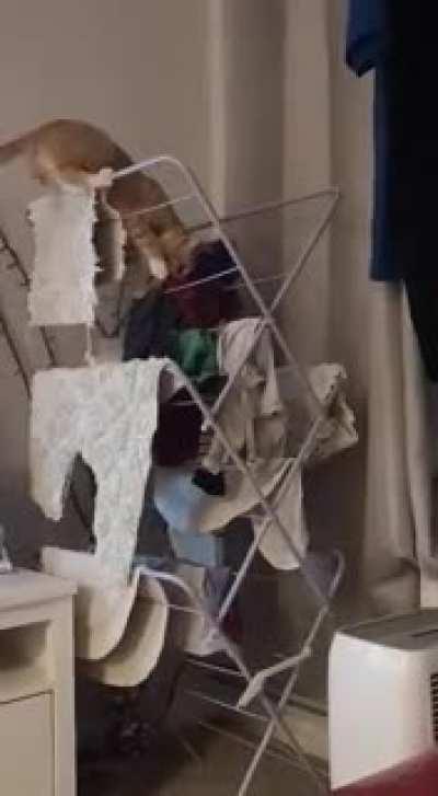 Merlin always has to help with the washing ... how he doesn't fall I don't know!!