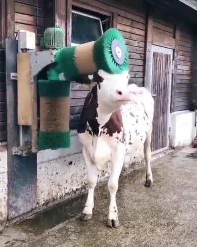 a motorized brush a like a cow’s backscratcher....aahhhhhhh