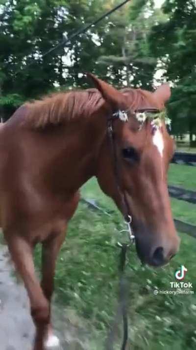 Cute rescue animals on a farm