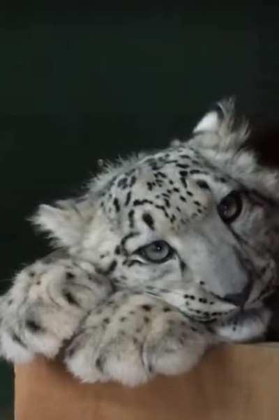 Koshi melting hearts at 'the big cat sanctuary'