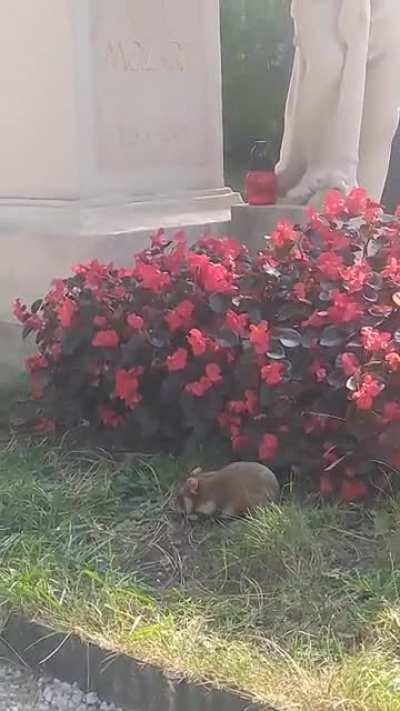 What type of rodent is this fella? Saw him at Mozart's grave