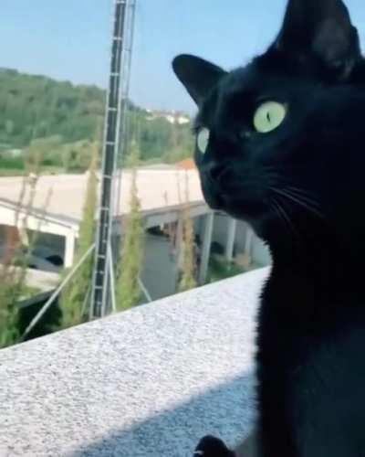 Cat hears neighbors arguing