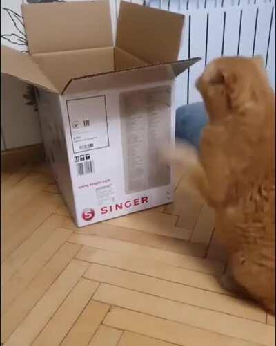 Just another cat in a box