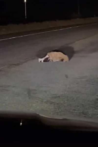 Badger attacking a skunk in the middle of the road