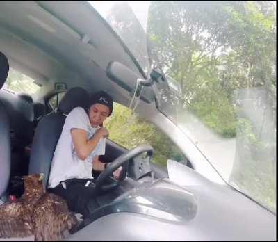 eagle crashes through car window