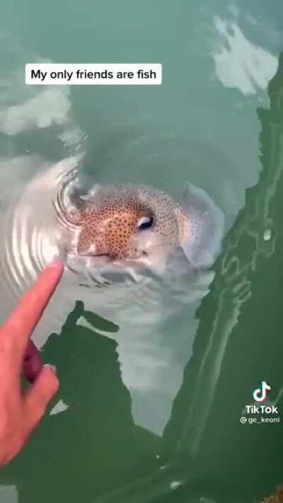 Quick the mods are asleep time to post cute puffy puff!