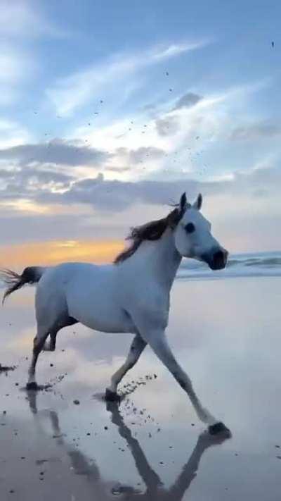 🔥A surreal 7AM run with Bianca the horse on the beach