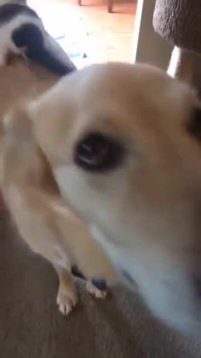 Kitty and Doggo are pretty good frens