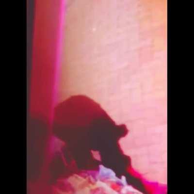 the dog's intrusive thoughts won