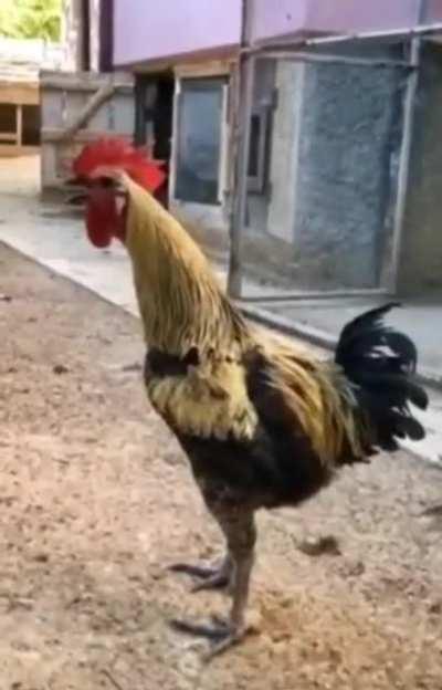 Stopped Working Defined