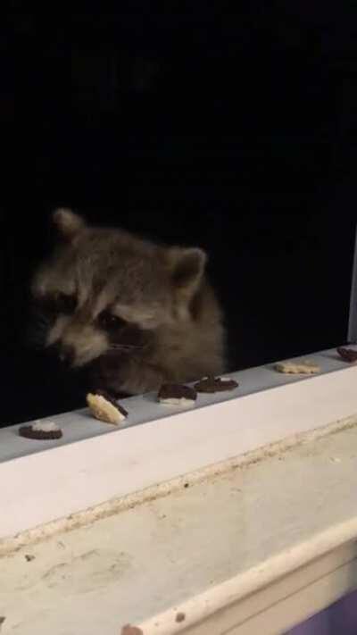 I love how his short ears make him look like a little bear! Sorry for people talking in background