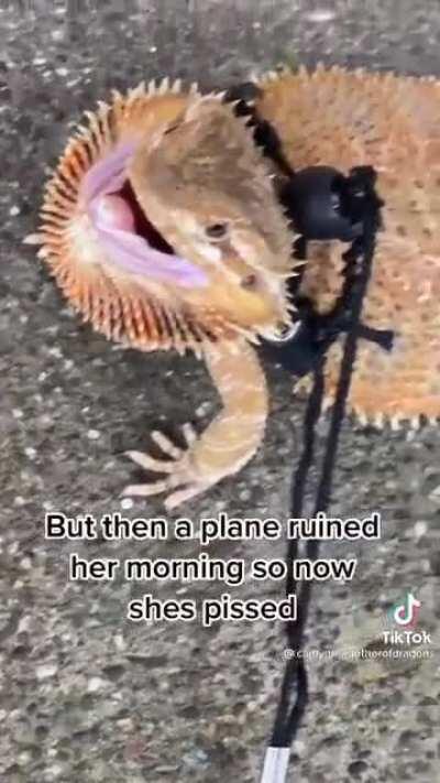 Just beardie things ❤️ (wait til the end 😂)