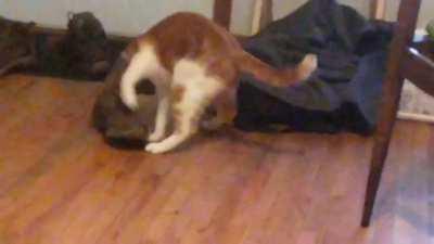 Sorry for poor quality. Was kind of dark and zoomed in lol.