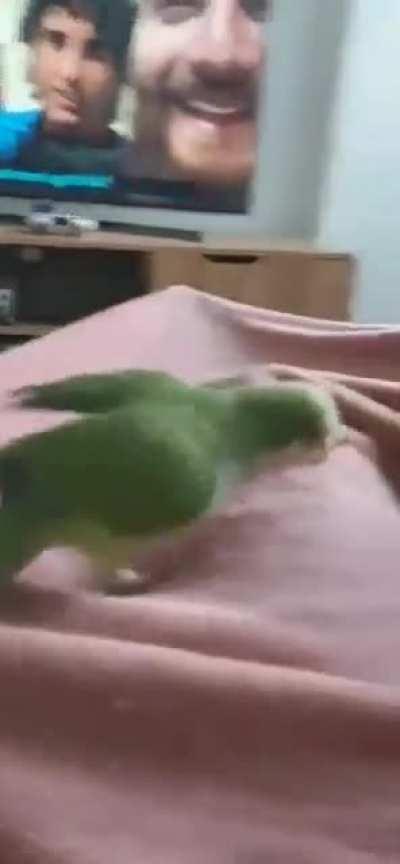 My bird son Matcha loves to bite remotes