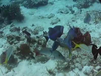 Brutal destruction of a fish