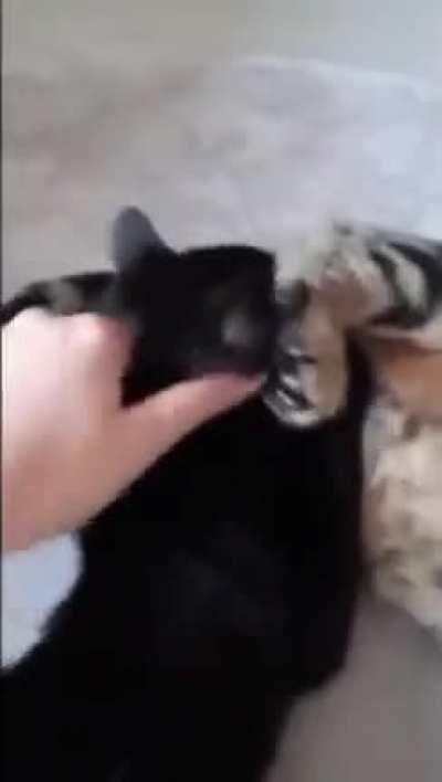 os gatos do luan quando ele nao ta em casa