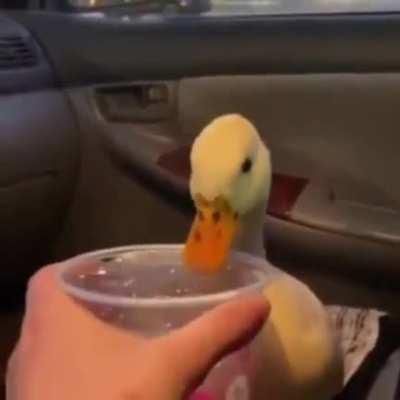 Antes de prosseguir, tome água!