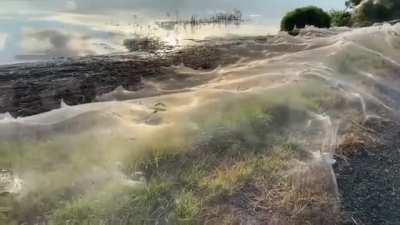 Thanks, I hate spider webs.