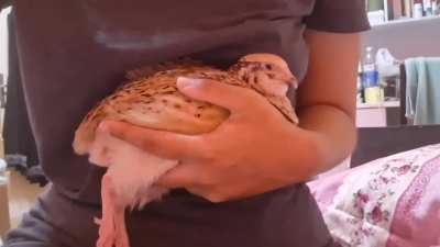 What's wrong with my quail , why is her mouth always this open