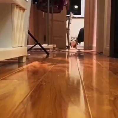 Hippity hoppity on my way