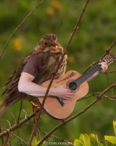 Regular, everyday metropolitan birds.