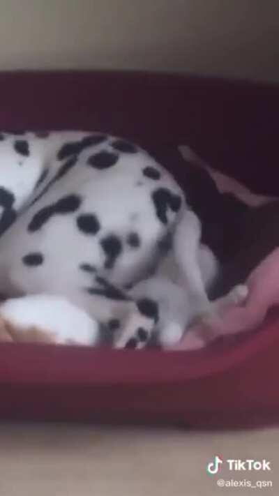 Why Are You Biting Me?