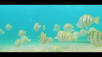 Convict Tangs show us the way. Cabo San Lucas