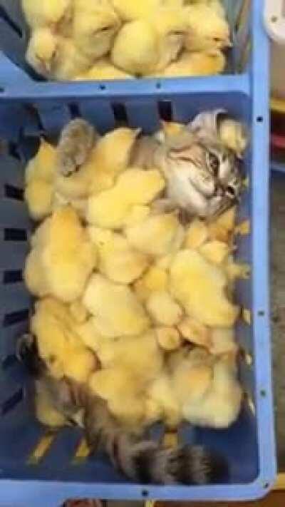 Whole new meaning to that cat likes chicken.