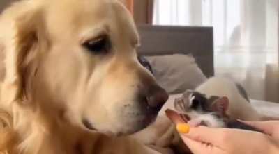 Dog's reaction to meeting best friend's babies for the first time..🐈🐶