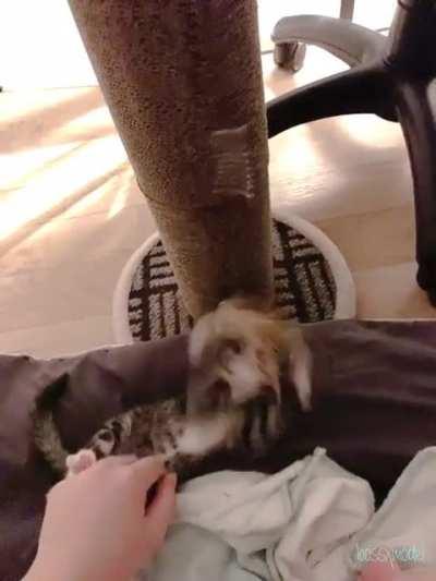 absolutely ferocious feather-mangler (with rabbit feet for extra kickage)