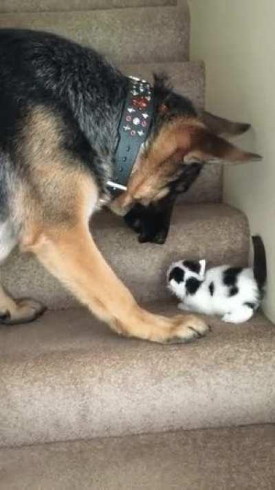 Let me help, I won't eat you