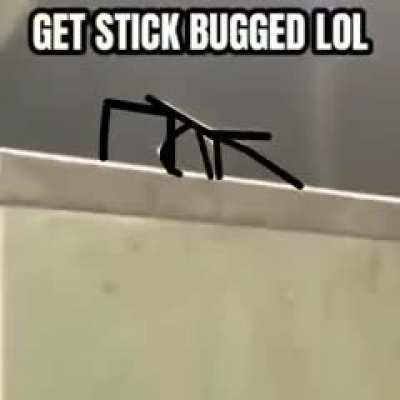 Haha stickbug goes dudududududu