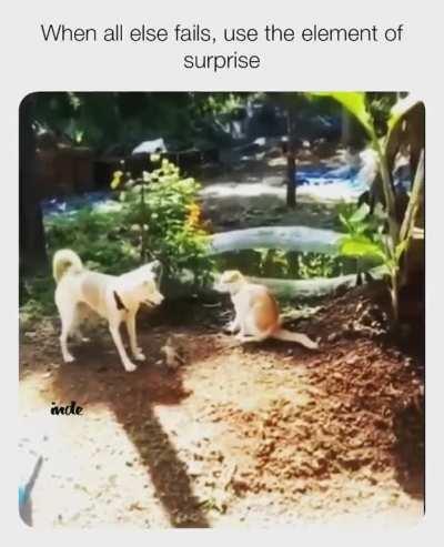 Kitty didn't see that coming 😂