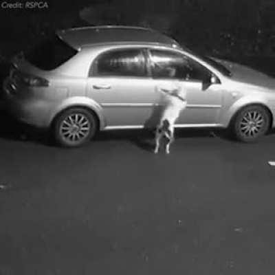 Good boi gets abandoned on Christmas Eve