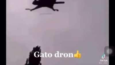 Gato Dron 👍