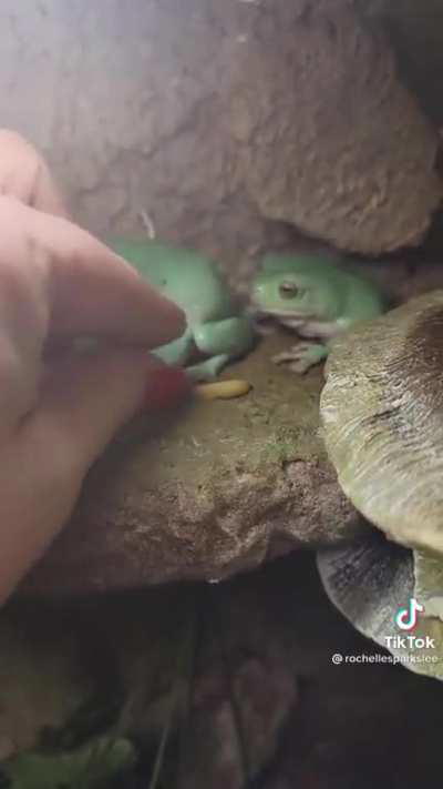 Millions of years worth of evolution lead to.. this. How do they survive in the wild?